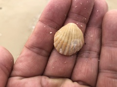 Brachiopoda