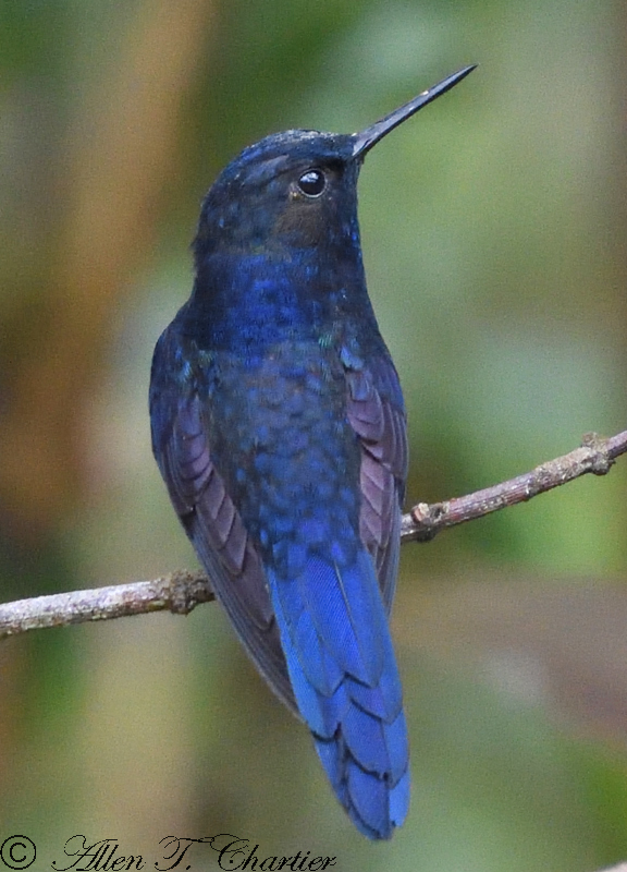 Royal Sunangel (Heliangelus regalis) photo