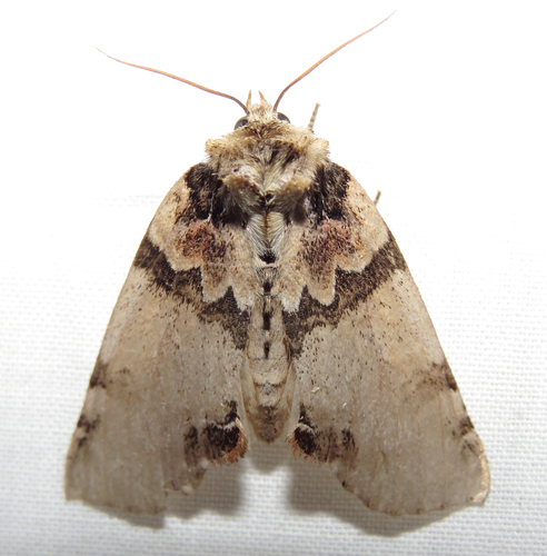 Tufted Thyatirine Moth