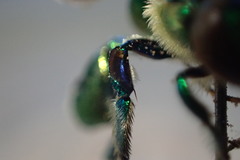 Euglossa igniventris