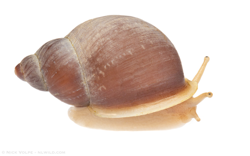 Eua zebrina observed 2026-02-10
