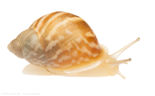 Eua zebrina observed 2026-02-10