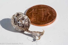Mastophora cornigera