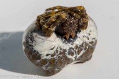 Mastophora cornigera