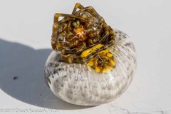 Mastophora cornigera