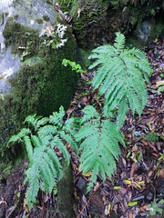 Pteris incompleta, photograph (c) K.P., some rights reserved (CC BY)