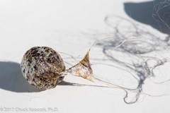 Mastophora cornigera