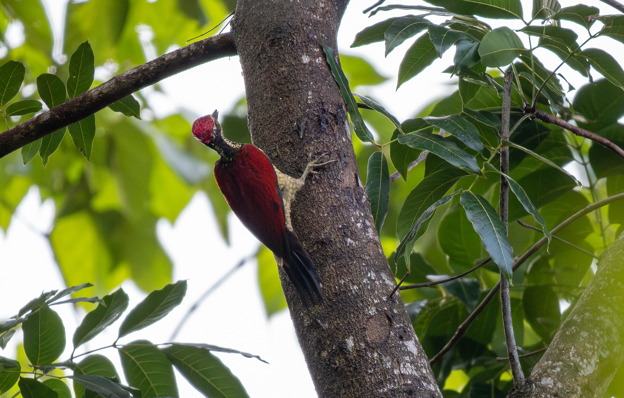 Luzon Flameback (Chrysocolaptes haematribon), photo 2