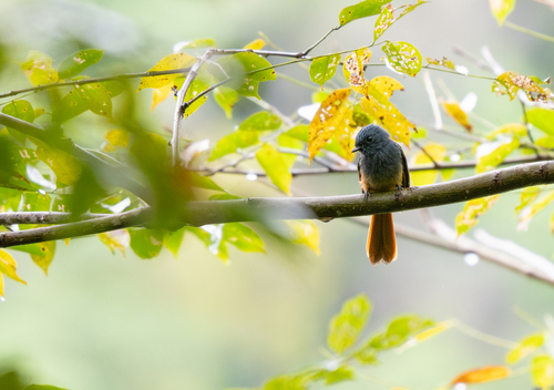 Blue-headed Fantail (Rhipidura cyaniceps), photo 4