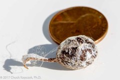 Mastophora cornigera