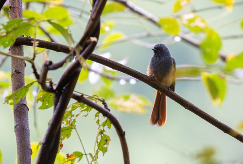 Blue-headed Fantail (Rhipidura cyaniceps), photo 9