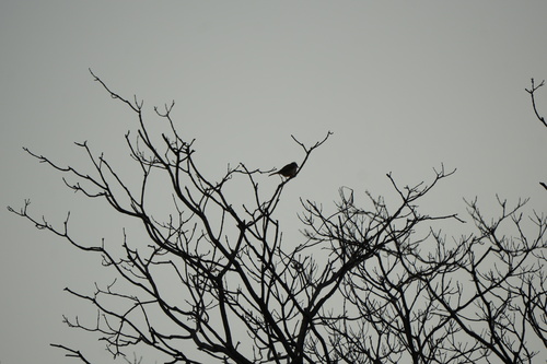 Light-vented Bulbul