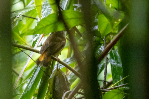 Furtive Flycatcher (Ficedula disposita), photo 6