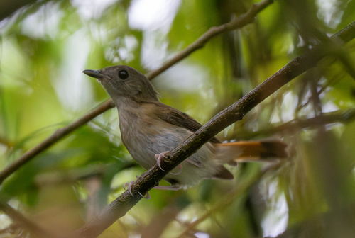 Furtive Flycatcher (Ficedula disposita)