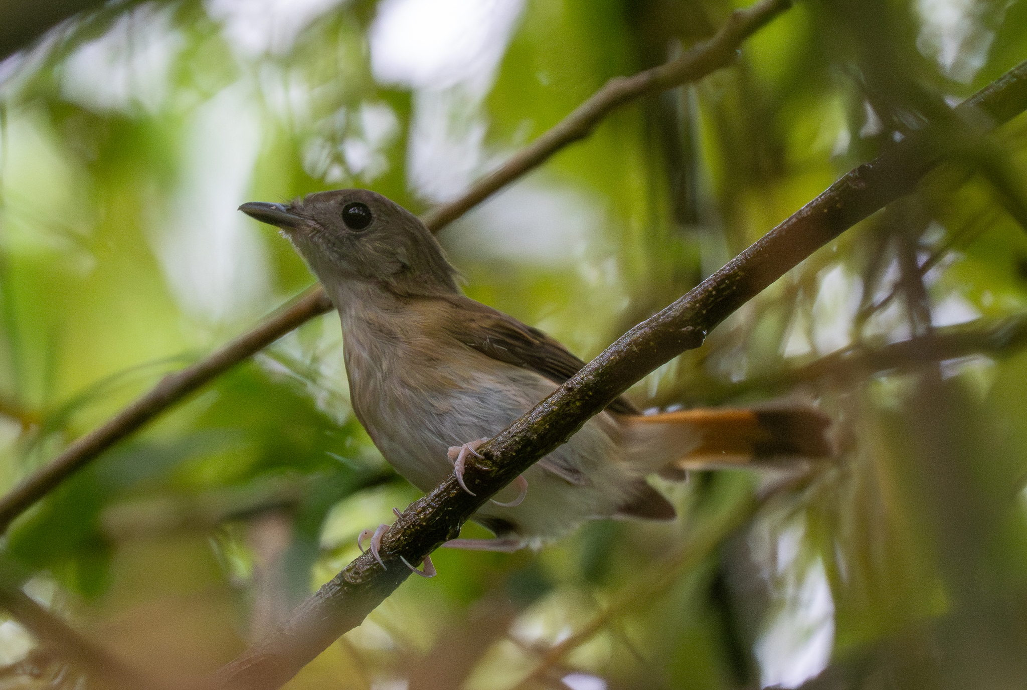 Furtive Flycatcher (Ficedula disposita), photo 1