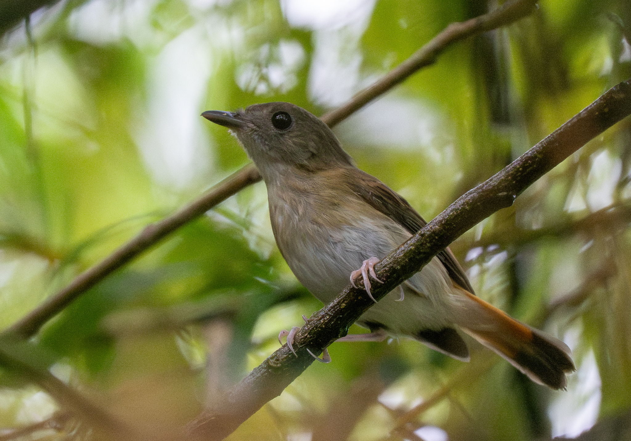 Furtive Flycatcher (Ficedula disposita), photo 2