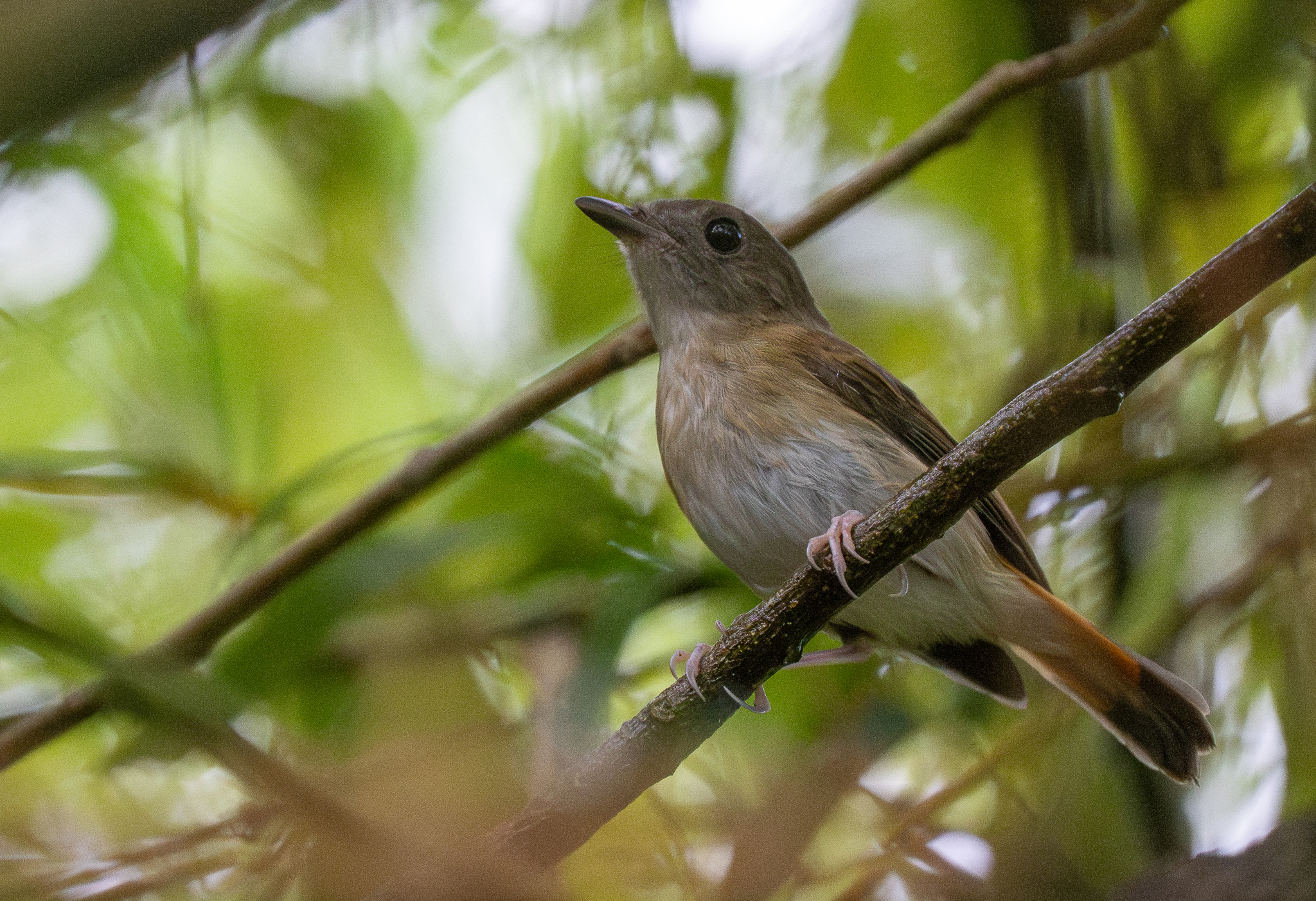 Furtive Flycatcher (Ficedula disposita), photo 3
