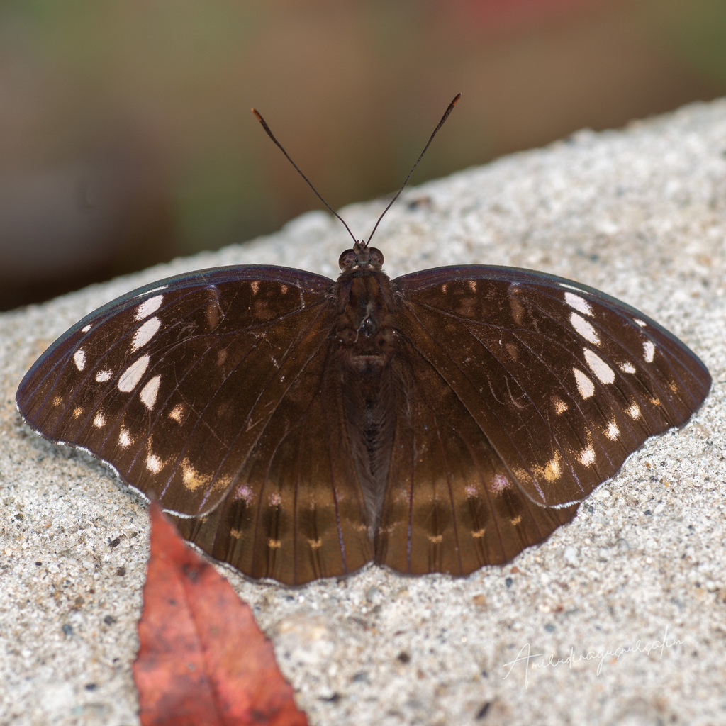 Lexias aeetes (Lexias aeetes)