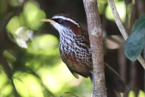 Streak-breasted Scimitar Babbler (Pomatorhinus ruficollis), photo 2