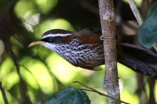 Streak-breasted Scimitar Babbler (Pomatorhinus ruficollis)