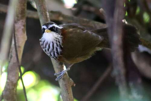 Streak-breasted Scimitar Babbler (Pomatorhinus ruficollis), photo 5