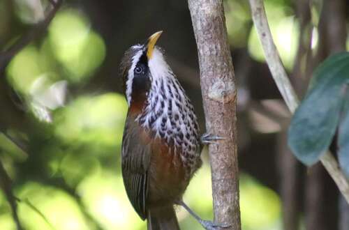 Streak-breasted Scimitar Babbler (Pomatorhinus ruficollis), photo 4