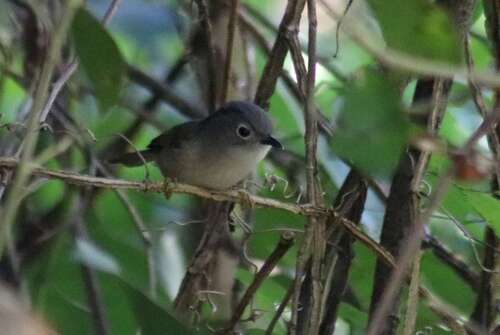 Huet's Fulvetta (Alcippe hueti), photo 8