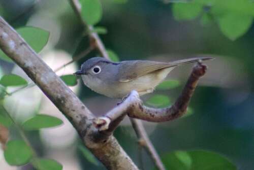 Huet's Fulvetta (Alcippe hueti), photo 1