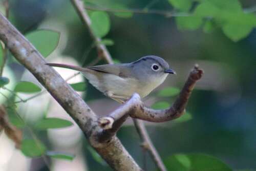 Huet's Fulvetta (Alcippe hueti), photo 2