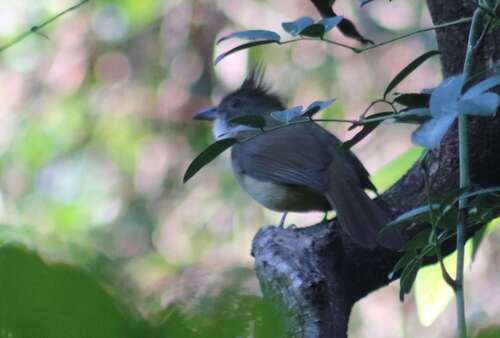 Puff-throated Bulbul (Alophoixus pallidus), photo 10