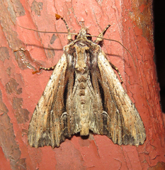 Apamea verbascoides