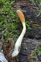 Trichoderma alutaceum