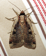 Eueretagrotis sigmoides