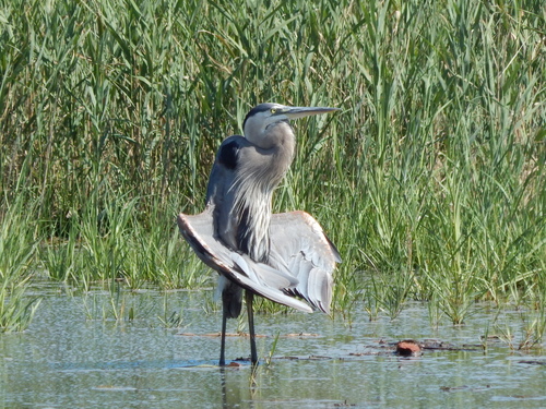 Great Blue Heron photographed in Delaware