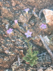 Gilia scopulorum