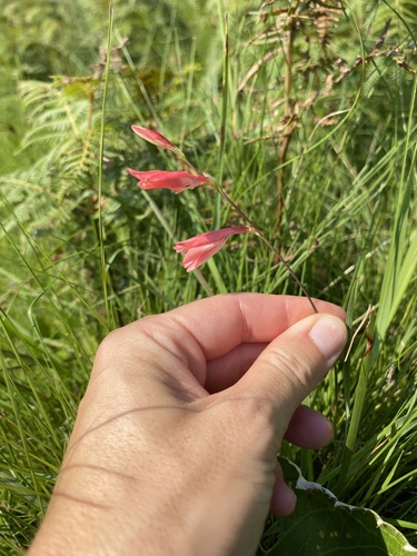 Tritonia disticha, photograph 6