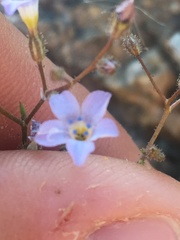 Gilia scopulorum