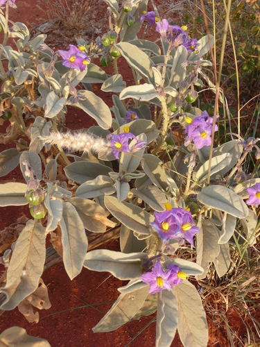 Australian wild tomato