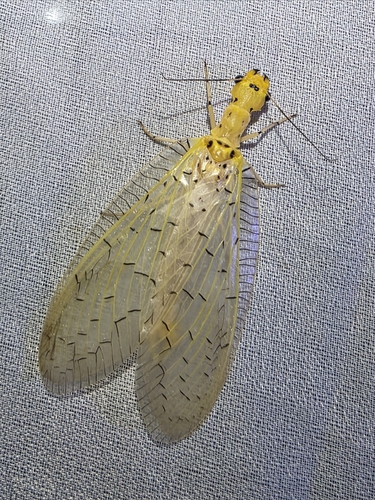 Chloronia mexicana photo 5