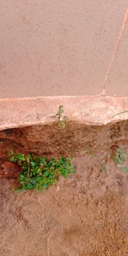 Common Ghost Mantis