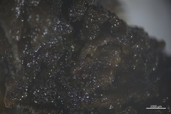 Collema subflaccidum