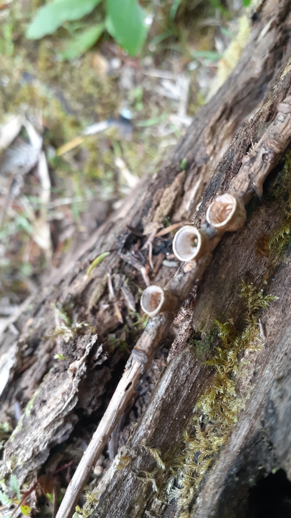 Crucibulum simile · February 2026 · photo: © aardvark04 (iNaturalist, cc0)