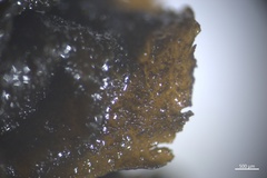 Collema subflaccidum