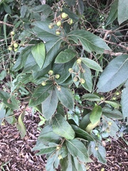 Byrsonima crassifolia