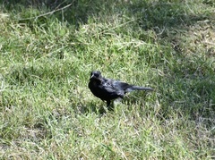 Ptiloxena atroviolacea