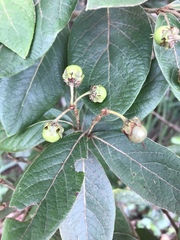 Byrsonima crassifolia