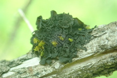 Collema subflaccidum