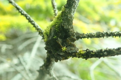 Collema subflaccidum