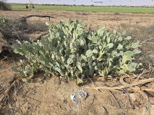 shell mound pricklypear