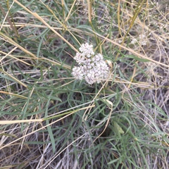 Lomatium nevadense